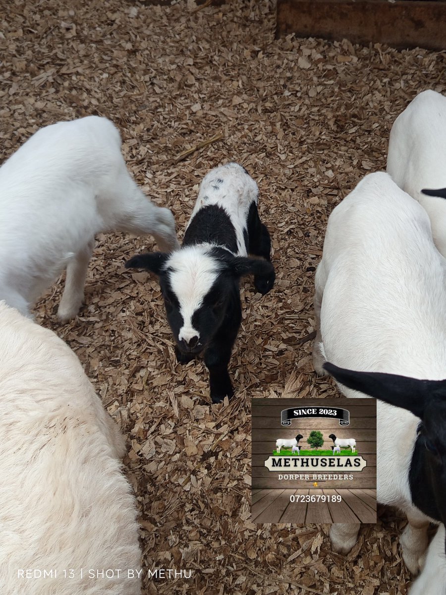 Methu's Dorper Breeders tweet media