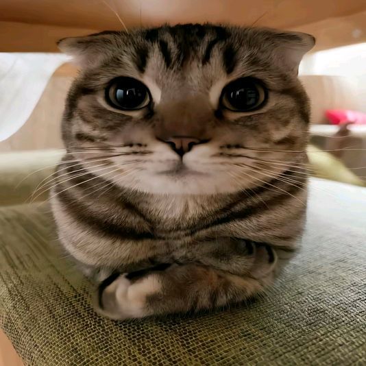 *.⁠✧ 𝙨𝙖𝙢 `๑ tweet media