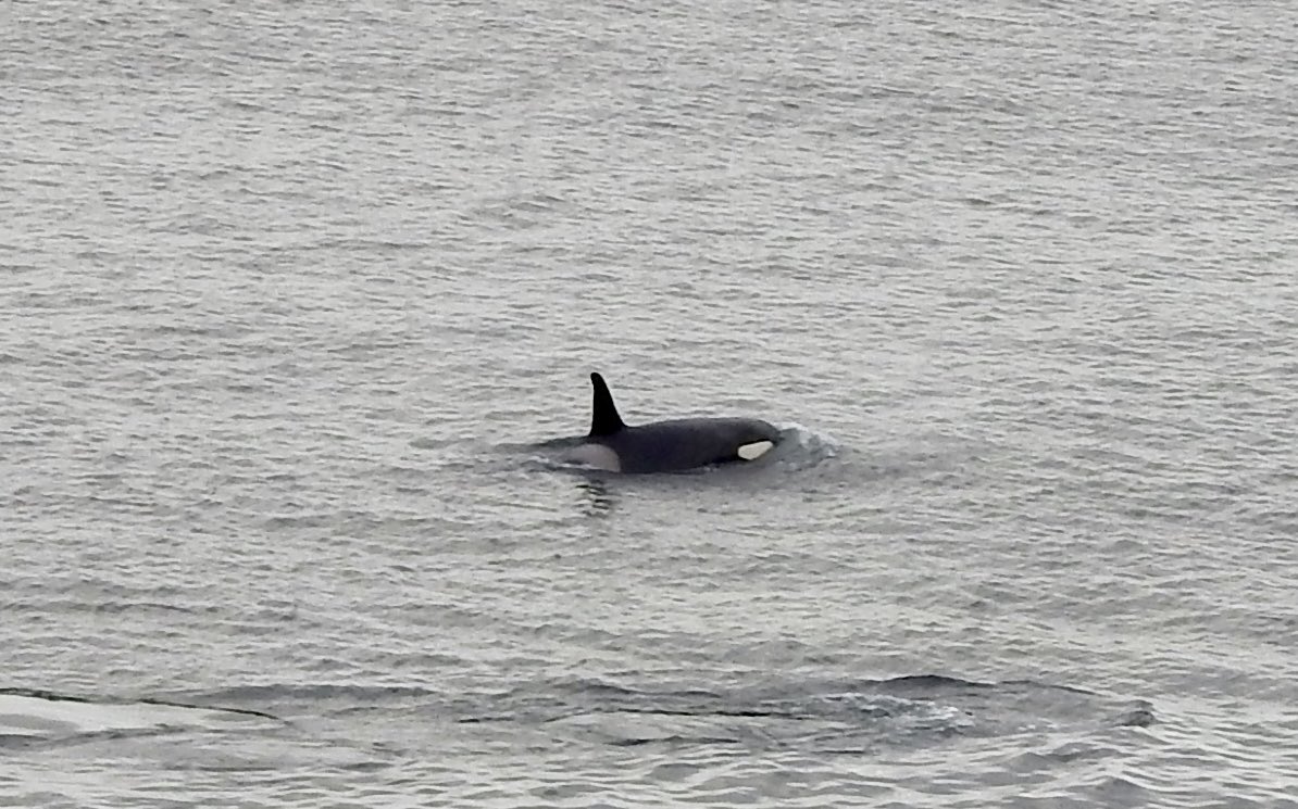 Debby Thorne tweet media