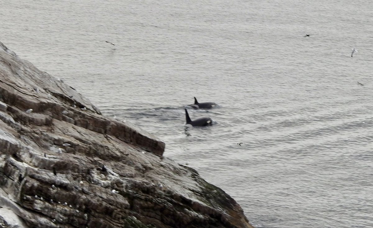 Debby Thorne tweet media