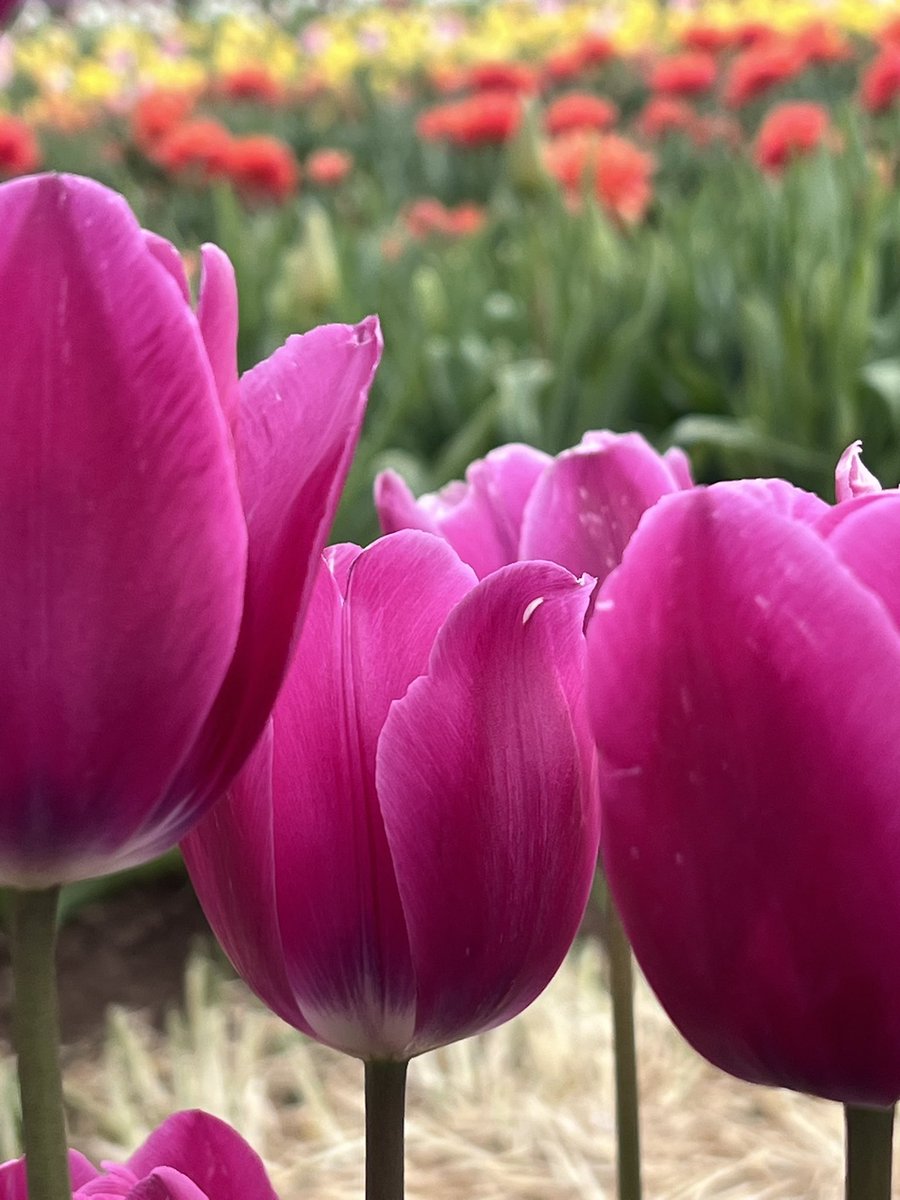 Mirio™⚠️ tweet media