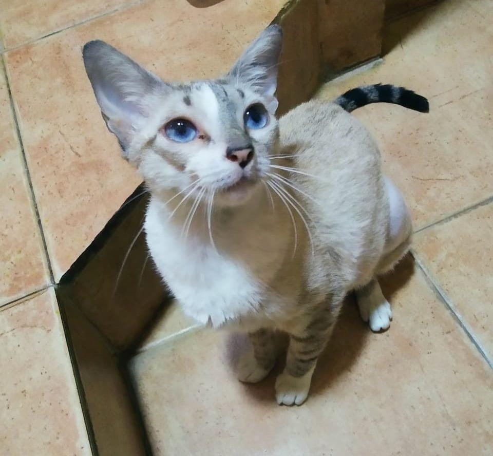 yara calcagno tweet media