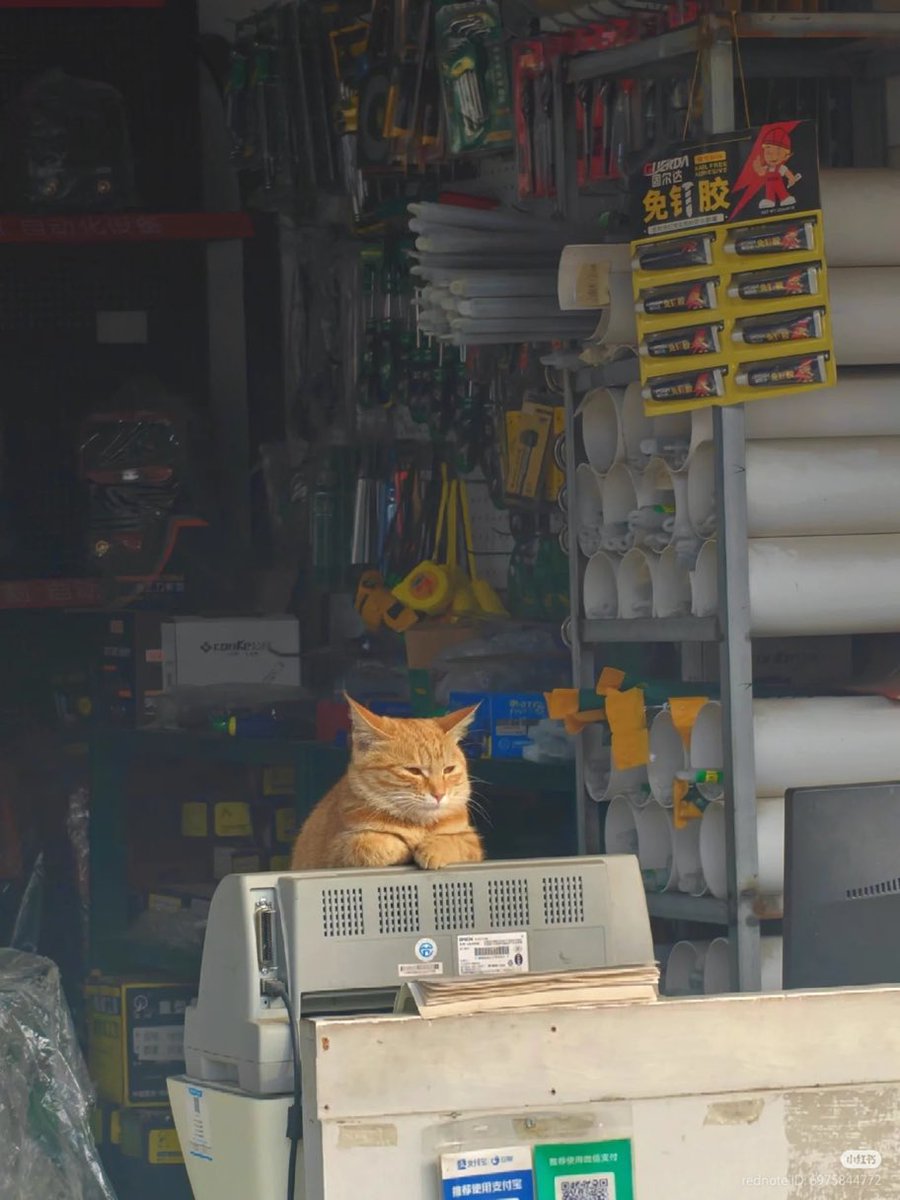 gatos fazendo gatices tweet media