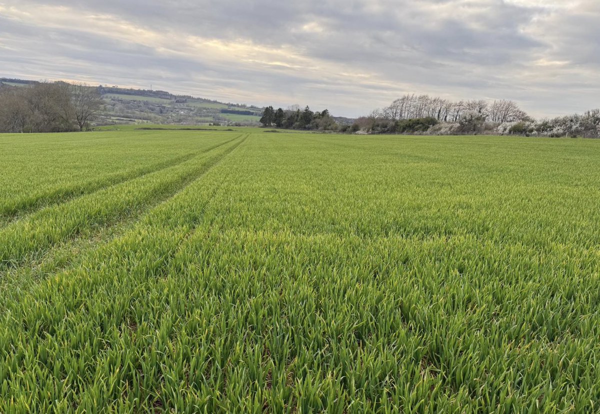 Rupert Lowe MP tweet media