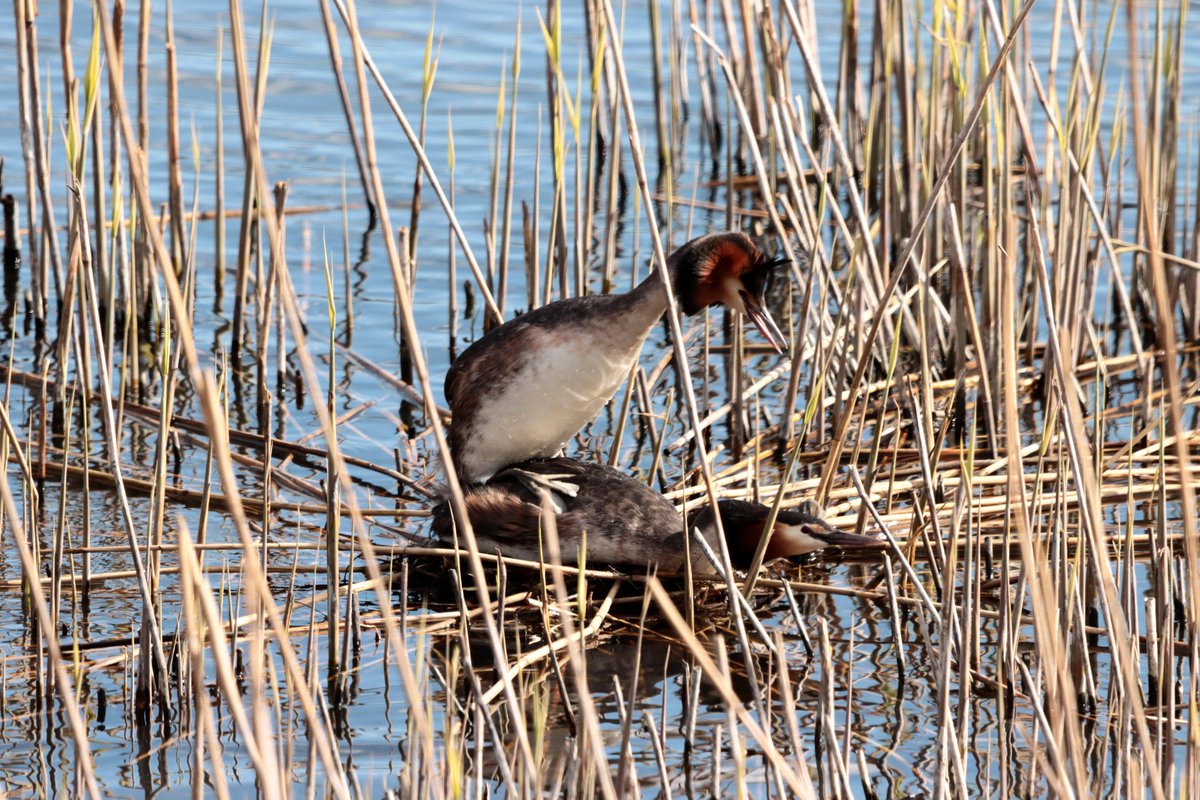 walterjsinnes's tweet image. just what the #world #needs - more #crested #grebes!
 Forfar. @BBCSpringwatch