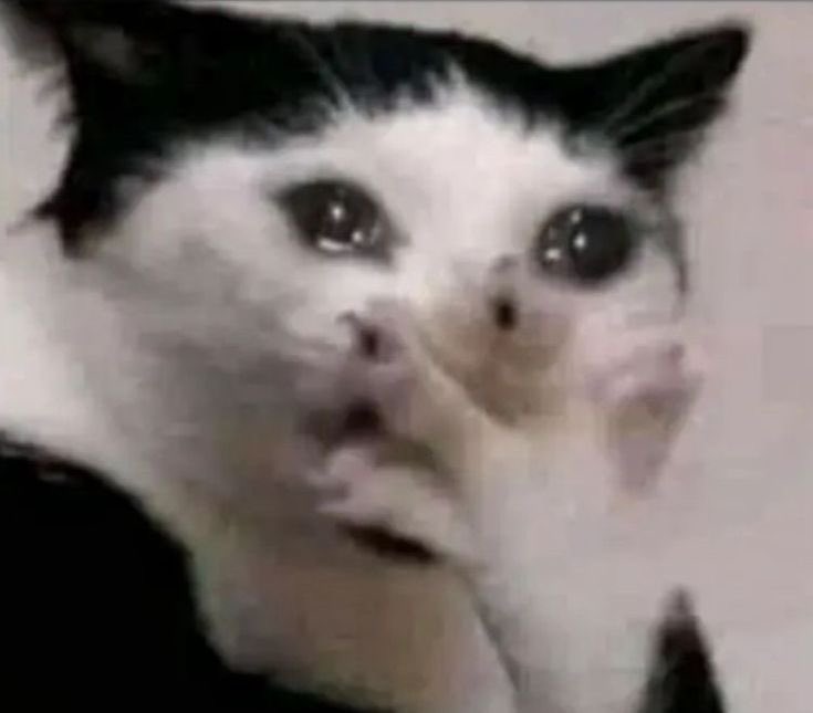 lucas gfriend puro tweet media