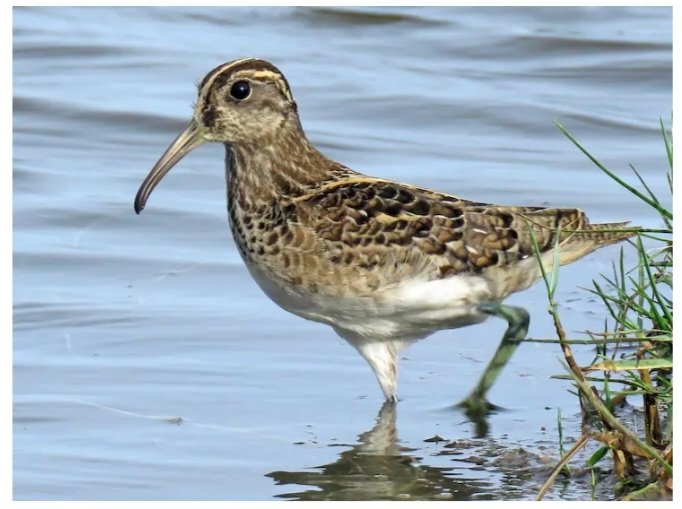 RojaDelPueblo tweet media