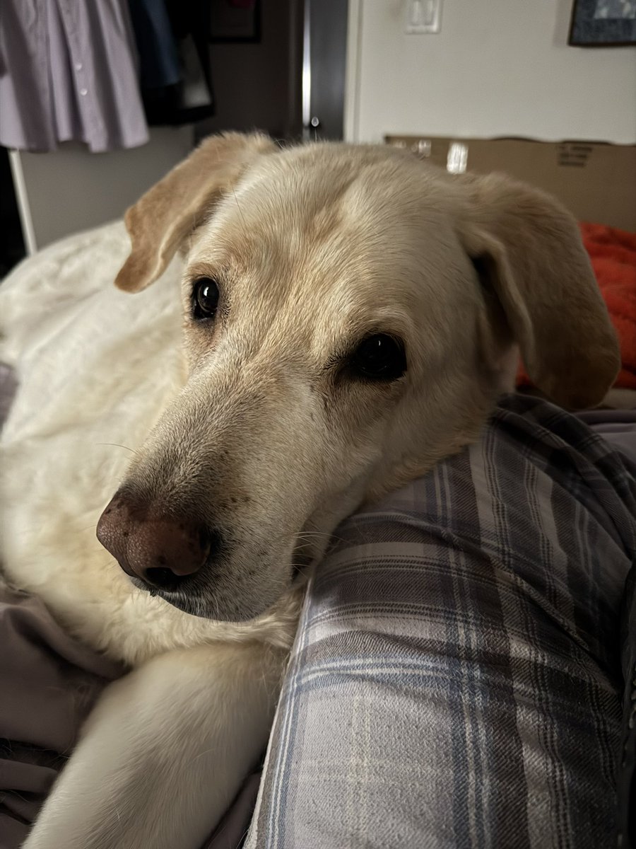 Walter White(dog) tweet media