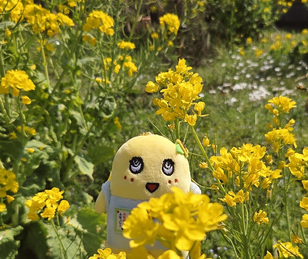 ふなぷり tweet media