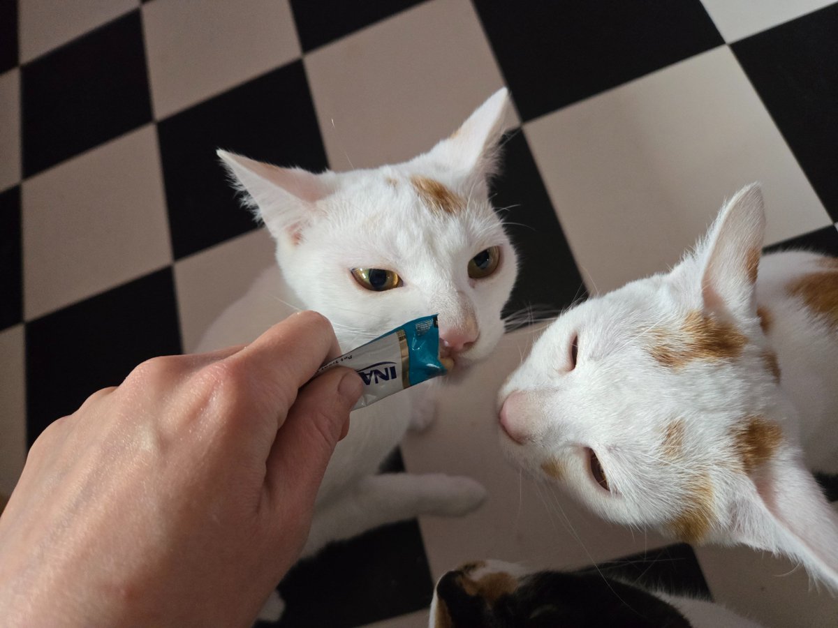 Hello Cute Life 🐥 tweet media