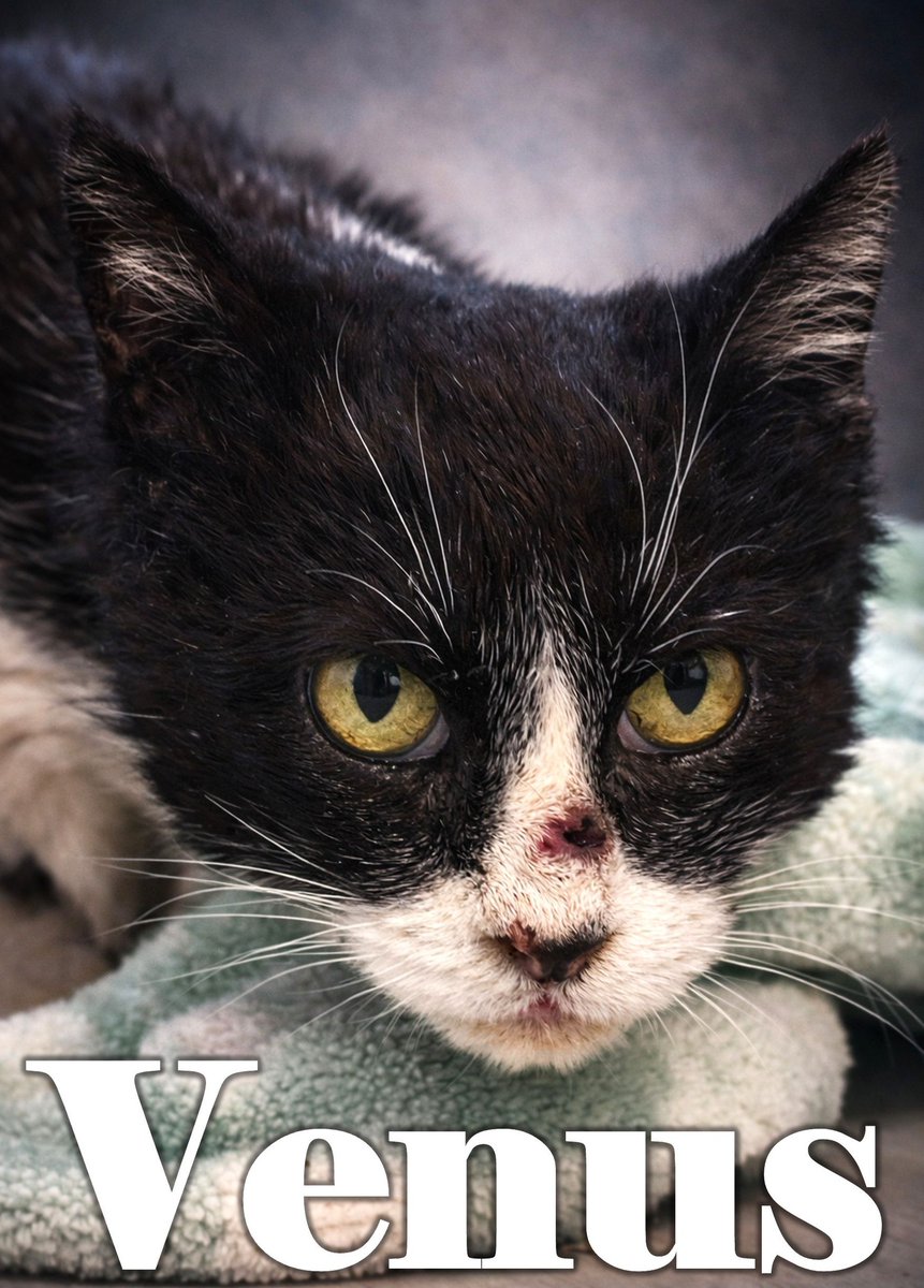 SOS Abuelos tweet media