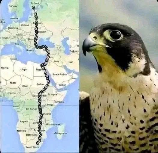 TOPRAK_2_'s tweet photo. GPS takip cihazıyla donatılmış bir dişi Şahin, Güney Afrika'dan Finlandiya'ya yaptığı yolculuk boyunca günde yaklaşık 230 km yol kat ederek Afrika topraklarında düz bir çizgide uçarak kuzeydeki çöle ulaştı. 
Sonra Sudan ve Mısır üzerinden Nil Nehri'nin yoluna yöneldi, fakat Akdeniz üzerinden uçmaktan kaçındı.
Suriye ve Lübnan üzerinden geçti ve ayrıca Karadeniz üzerinden uçmaktan da kaçındı, çünkü susarsa su içemezdi.
Türkiye'yi ve Bulgaristan'ı uçtuktan sonra düz bir çizgide devam etti ve 42 gün sonra Finlandiya'ya ulaştı.
Mutlu akşamlar dostlarım 🙏🙏💖💖