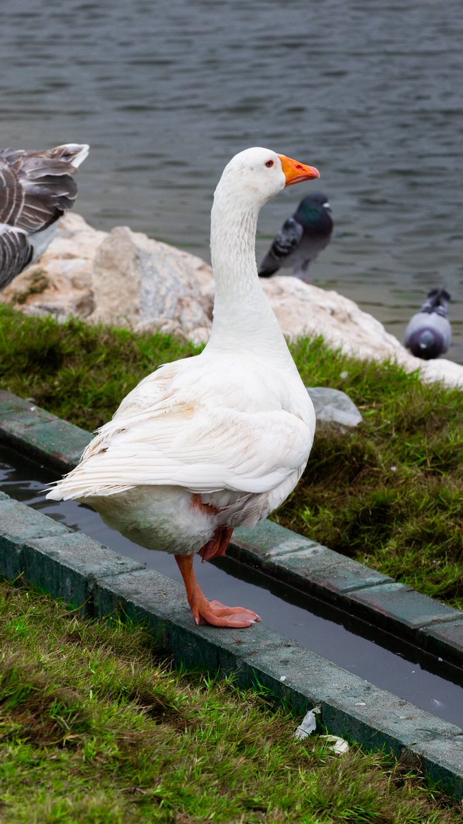 بداح tweet media