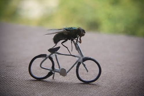 TheFriendlyFly tweet media
