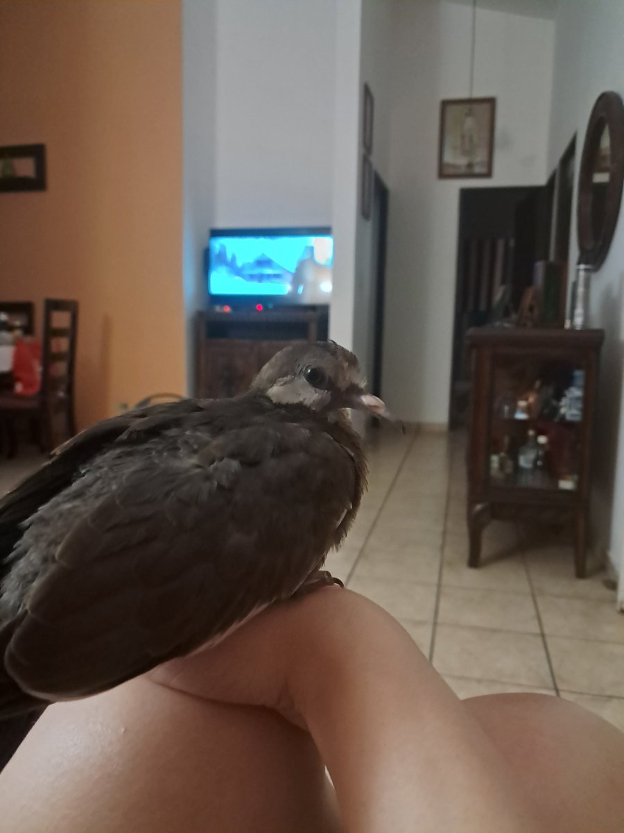 My husband's rescue: Pinito ❤️