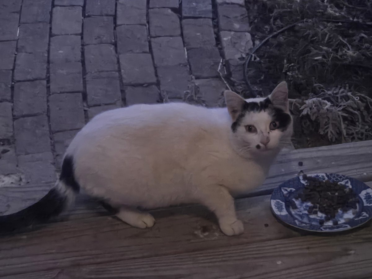 Hello Cute Life 🐥 tweet media