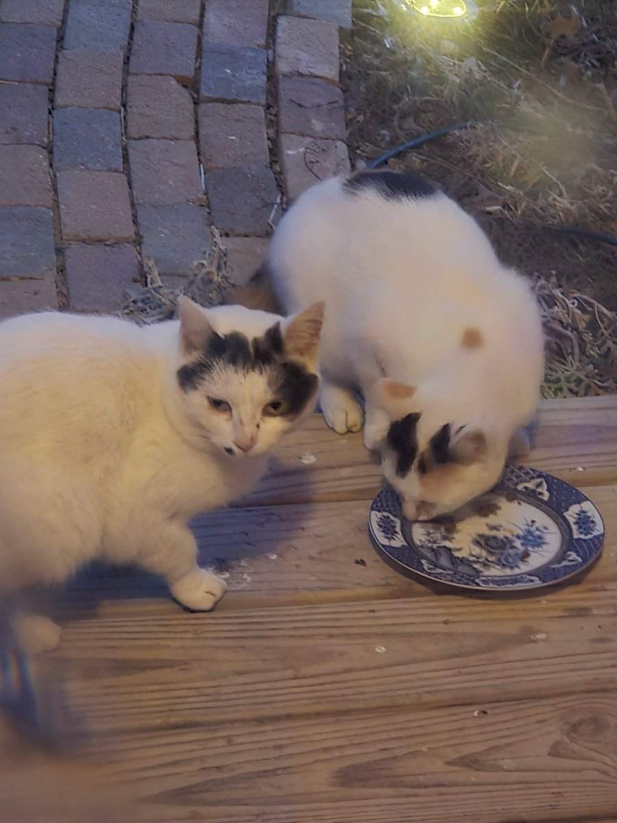 Hello Cute Life 🐥 tweet media