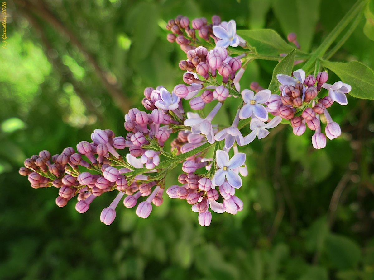 LorenzoGarciaCe's tweet image. Syringa vulgaris - Lila común. Quinta de Torre Arias. Madrid, España. Abril de 2026

#garcellor #syringavulgaris #lila #lilo #floresdeprimavera #coloresdeprimavera #quintadetorrearias