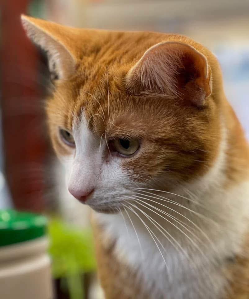 cutiieepie6's tweet image. Good morning &amp;amp; welcome to Whiskers Wednesday.

Worry has a habit of turning little things into looming shadows.
But shadows can only exist where there is still light.

#catscatscats #catsofinstagram #workingcats #catsofig #catsoftiktok #catsoffacebook #cats #workingcat #catsagram