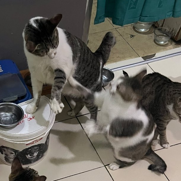 Sbubu N Gang tweet media