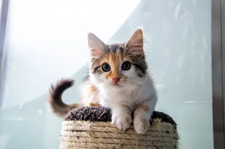 Vale's flower collection tweet media