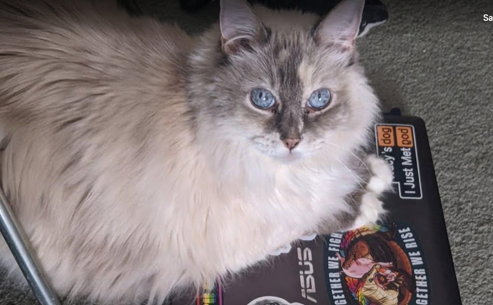 Sara Mary ⭐❤️ tweet media