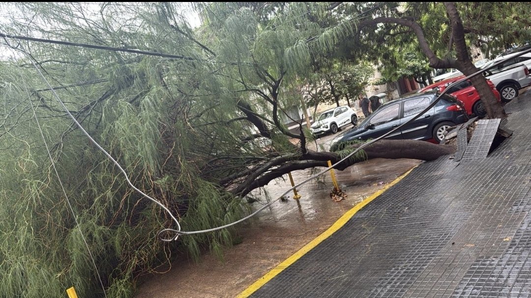 Hace un año que vecinos reclaman a Defensa Civil por un árbol seco en calle Pringles. Nadie hizo nada. Hoy, por la tormenta, cayó el árbol sobre un poste y quedó enredado en cables de media tensión de EPEC.
 Negligencia que pudo ser tragedia. ¿Quién se hace cargo?