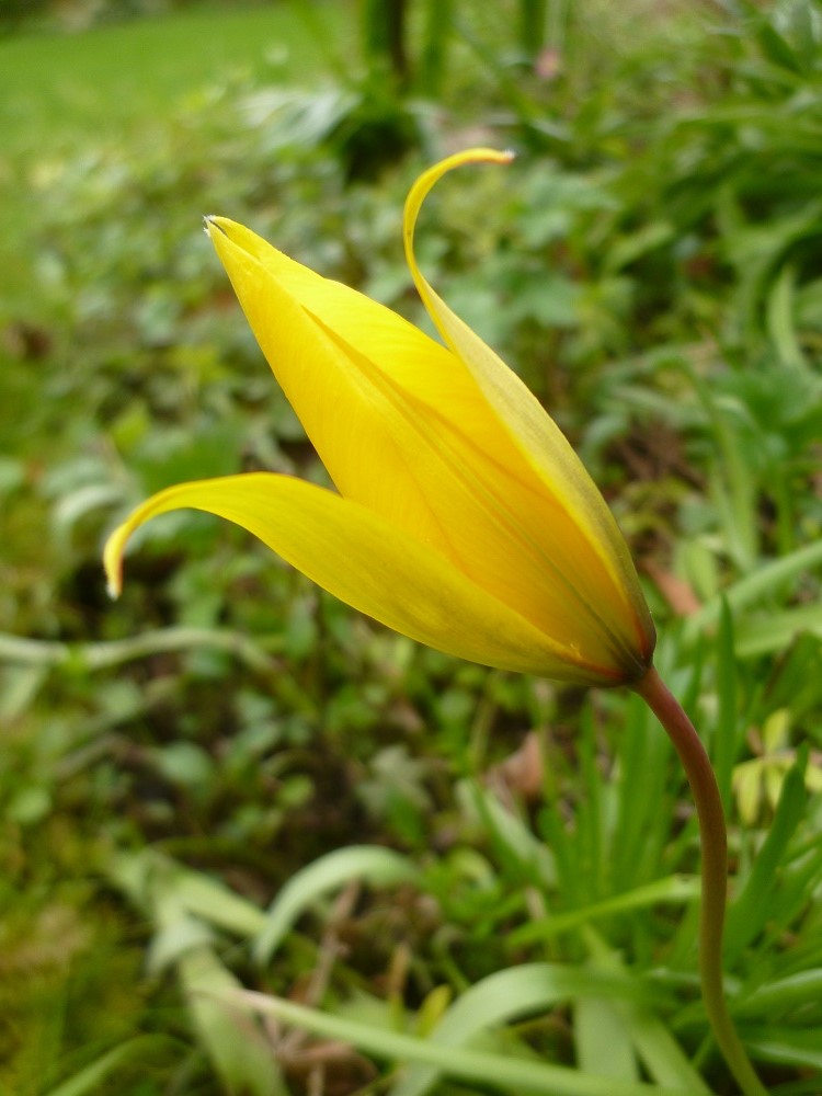 CommunityGdnsLondon tweet media