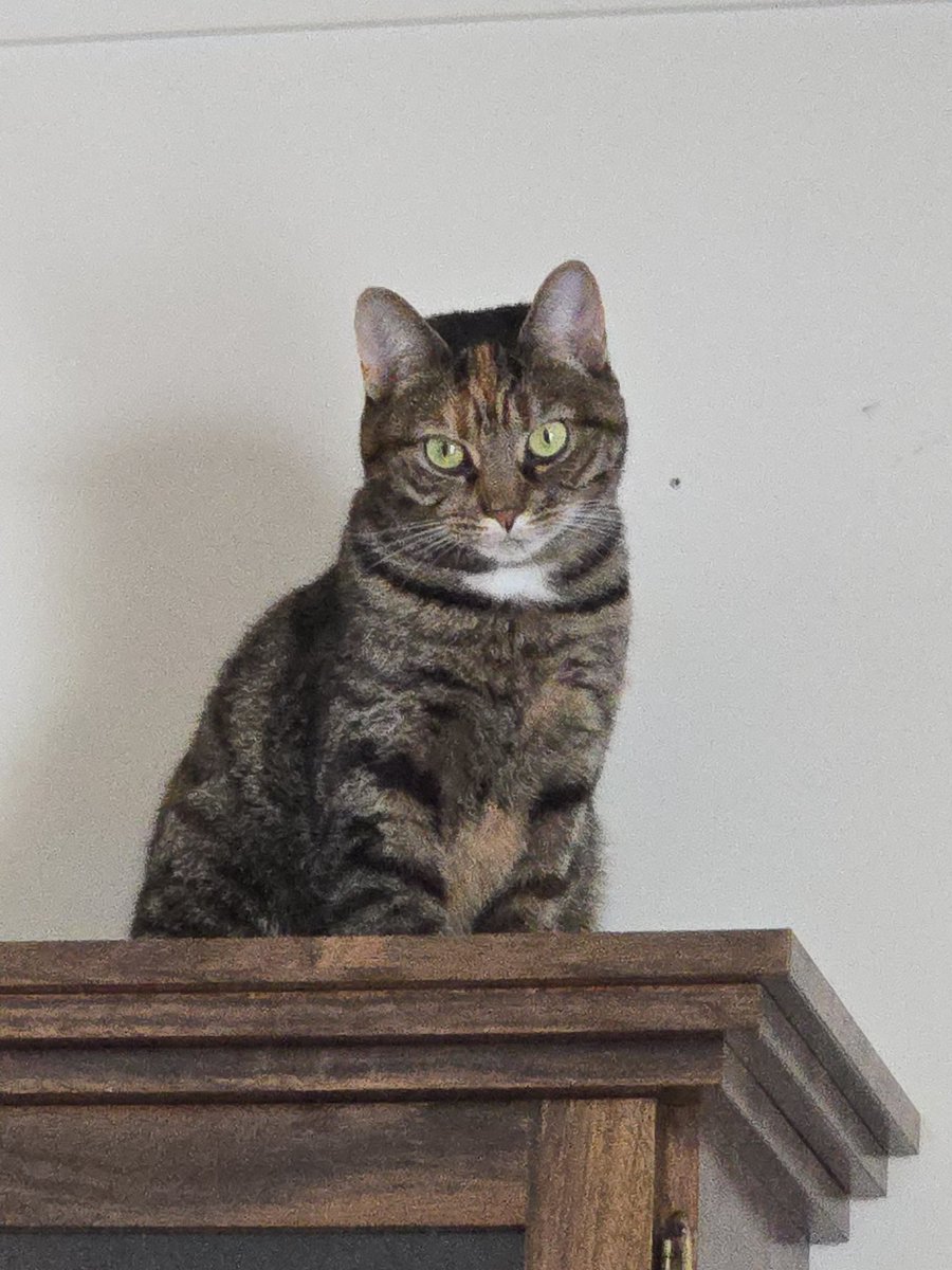 DusksLotus's tweet photo. @SeanRossSapp All mine are seniors now except for the baby, Lilith.  🤣  i was not prepared for the torby 🤣🤣🤣 https://t.co/9taNBE3U5f