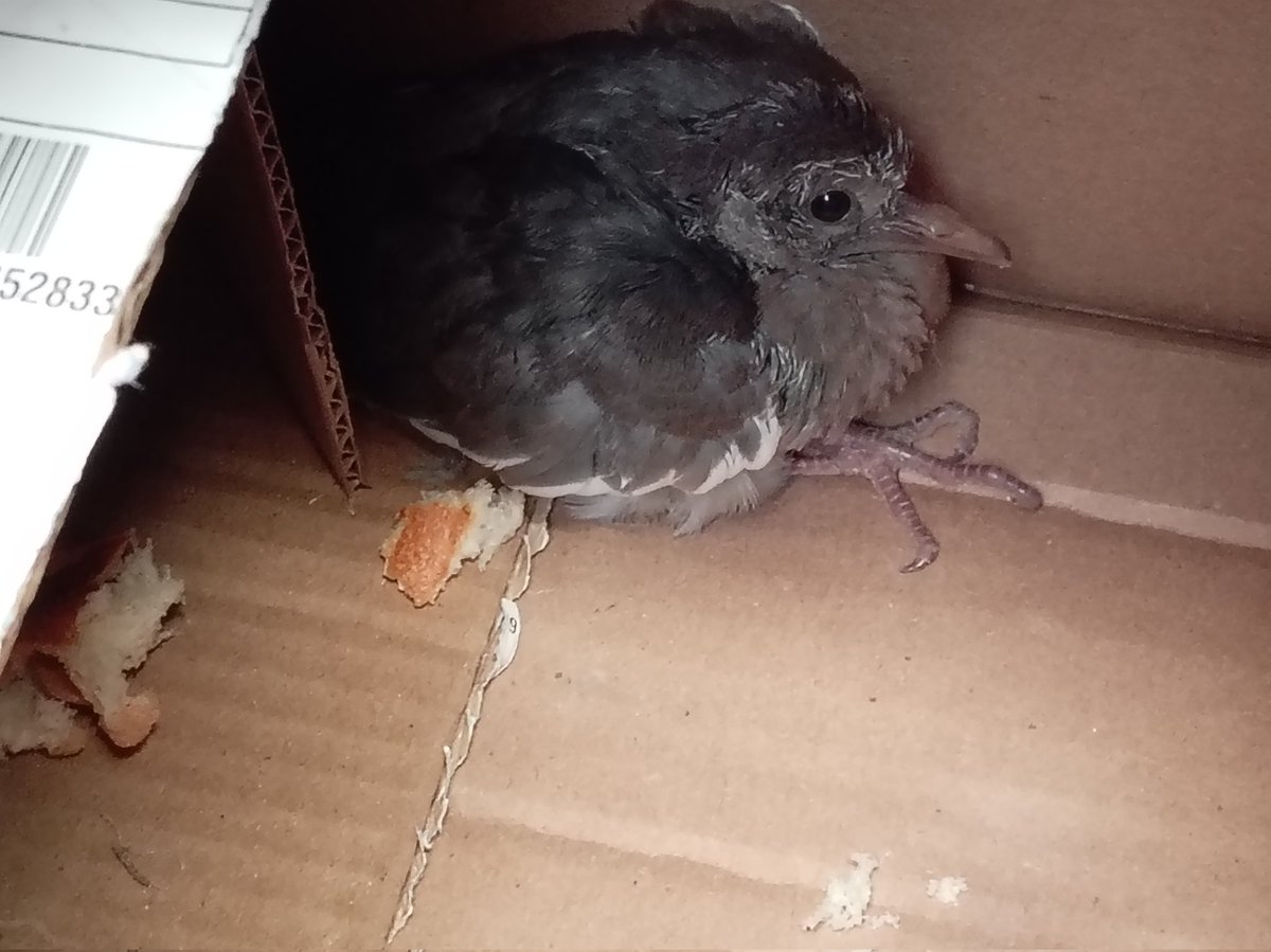 Bastet 🐈‍⬛🙌🏻🖤☕🍷🐾😺 tweet media