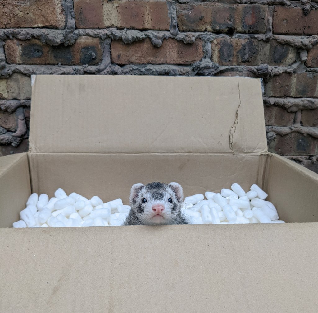 Ferret Every Hour tweet media