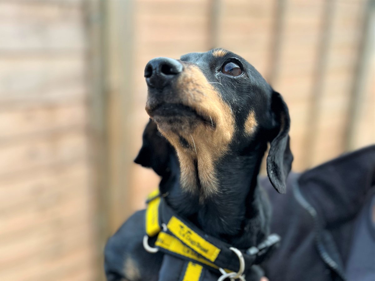 Are you right for Mini? 💖 8yo Dachshund seeking a calm, loving home. Friendly, easy-going &amp; loves lap cuddles. Can live with sensible kids, enjoys gentle routines &amp; quiet spaces. Well-mannered &amp; affectionate-a perfect relaxed companion 🐾
#adoptdontshop #rescuedog #dachshund