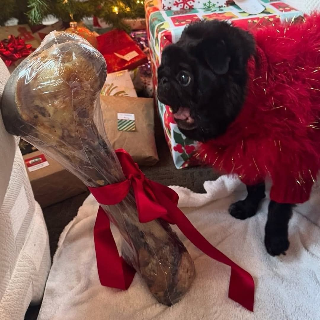 everything dogs 🐶 tweet media