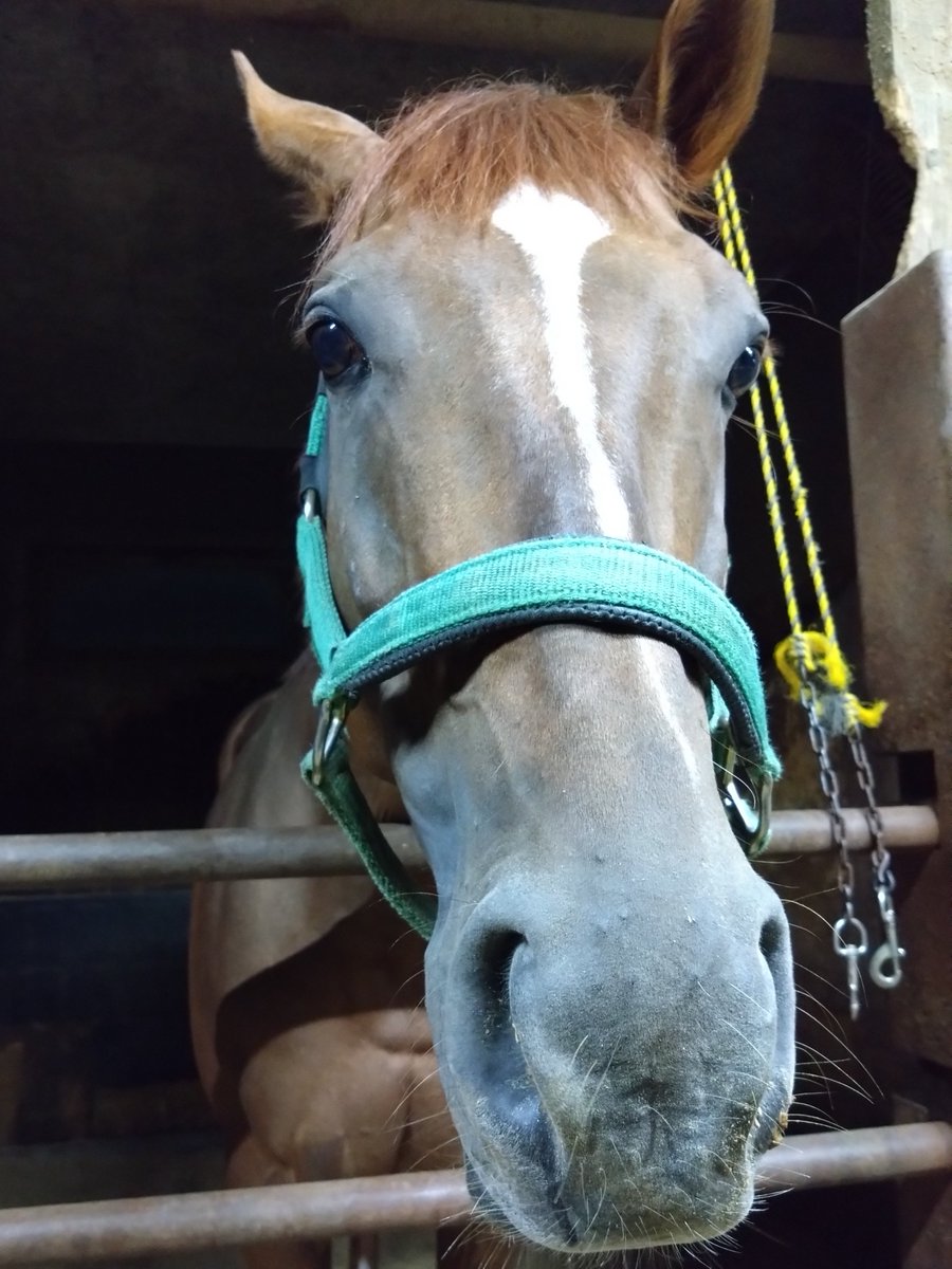 厩務員Ｔ tweet media