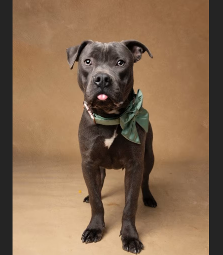 Hollywood Dogs tweet media