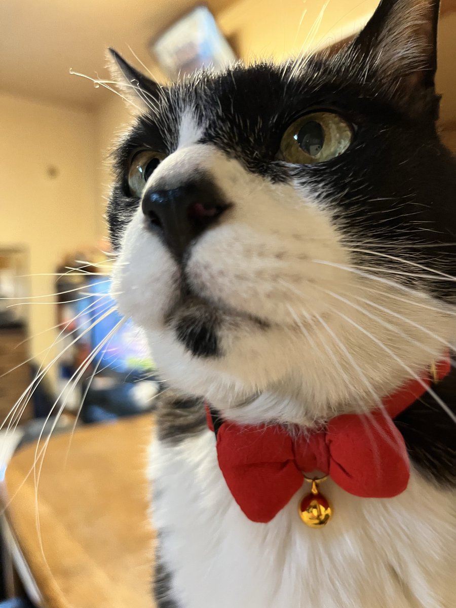 お母ちゃん🐾ᵕ̈こてつ🐾ᵕ̈ぜん🐾ᵕ̈ tweet media