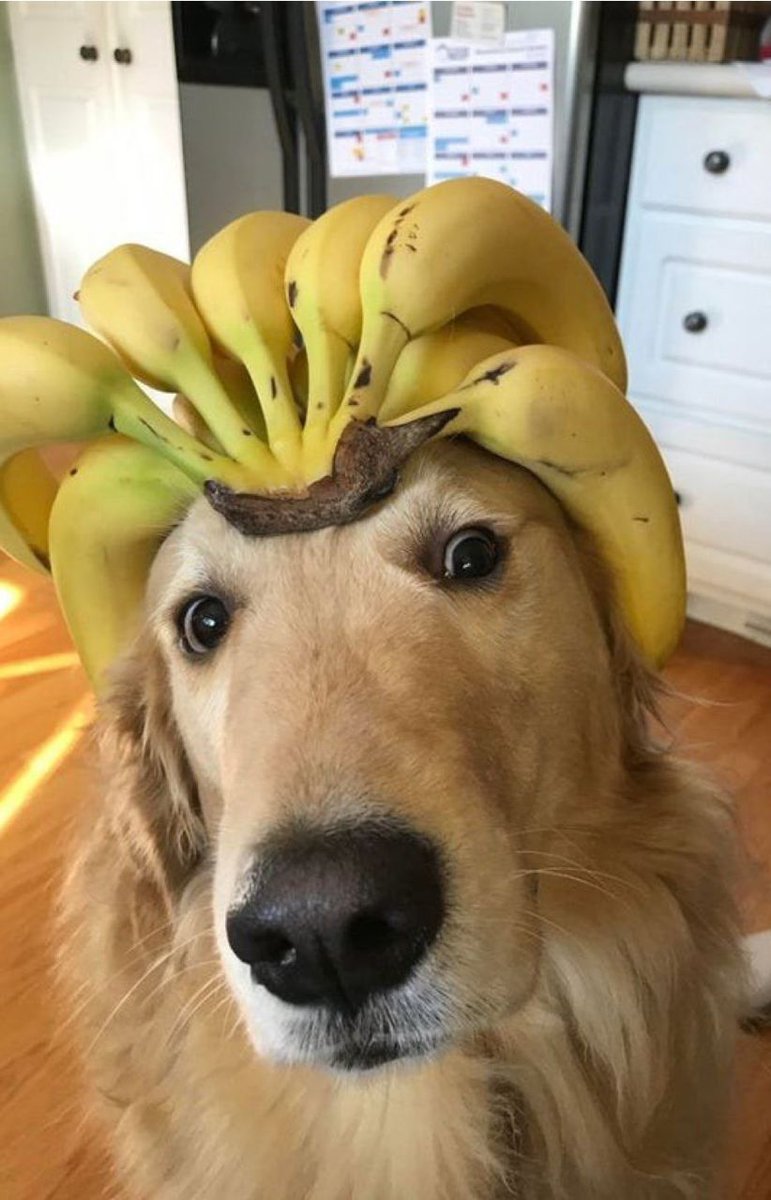 everything dogs 🐶 tweet media