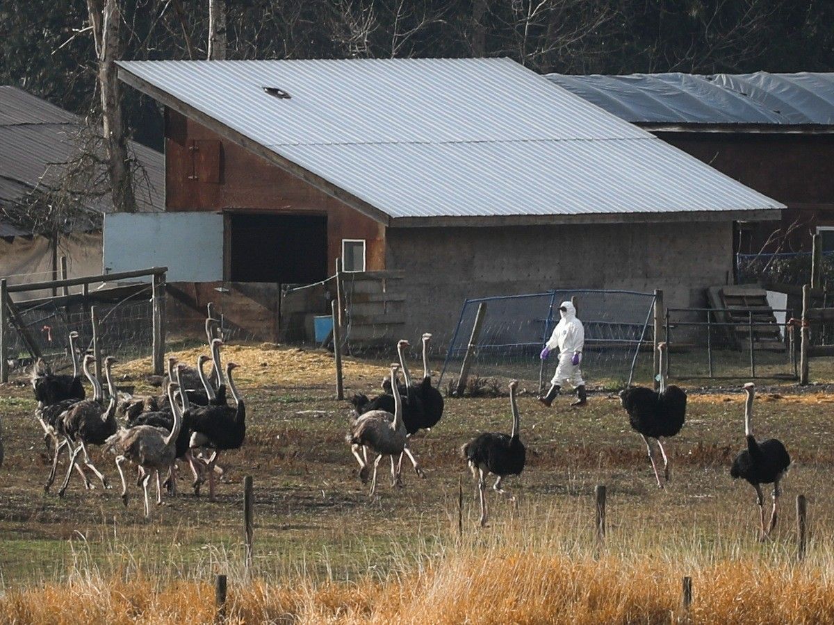 The Province tweet media