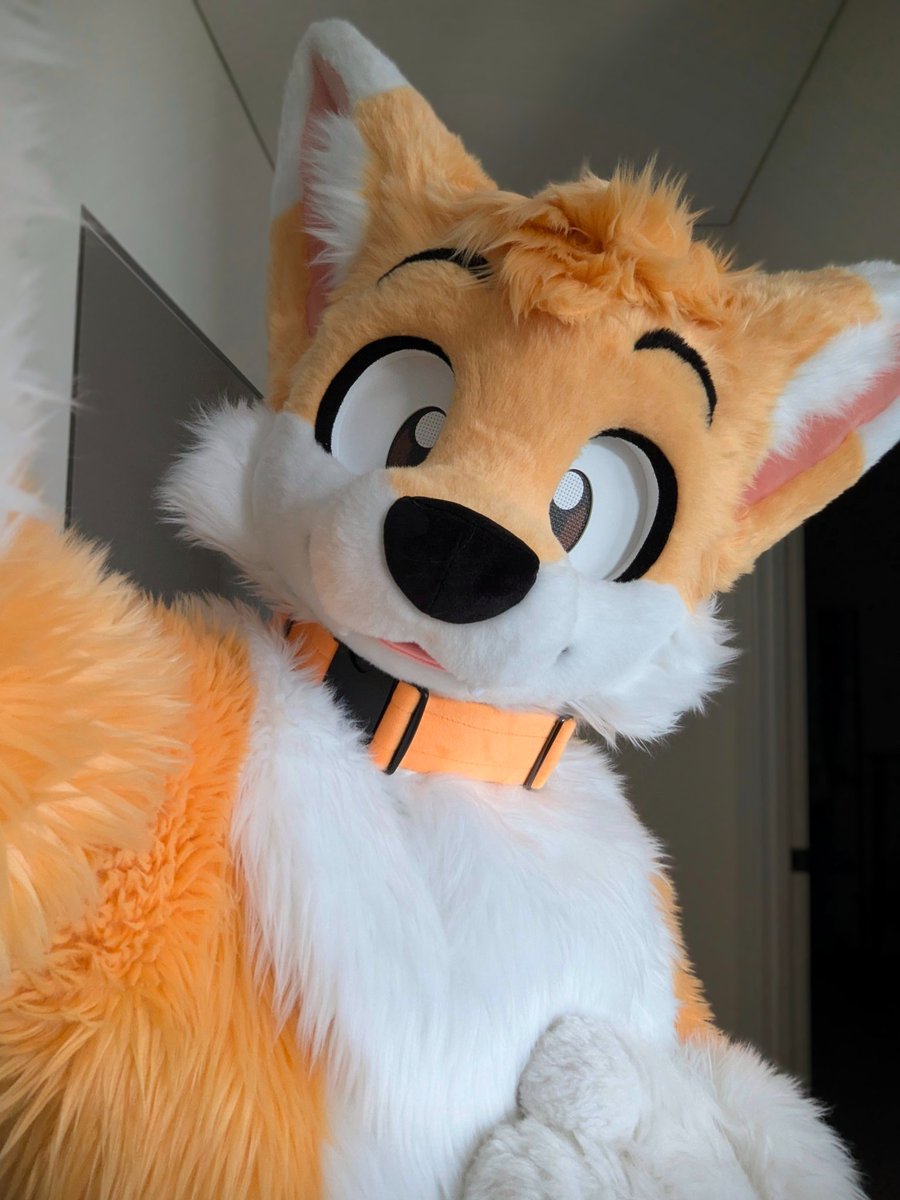 ˗ˏˋ PawFessor Yapsᶠᵒˣ ˊˎ˗ ➡️ BlueSky tweet media