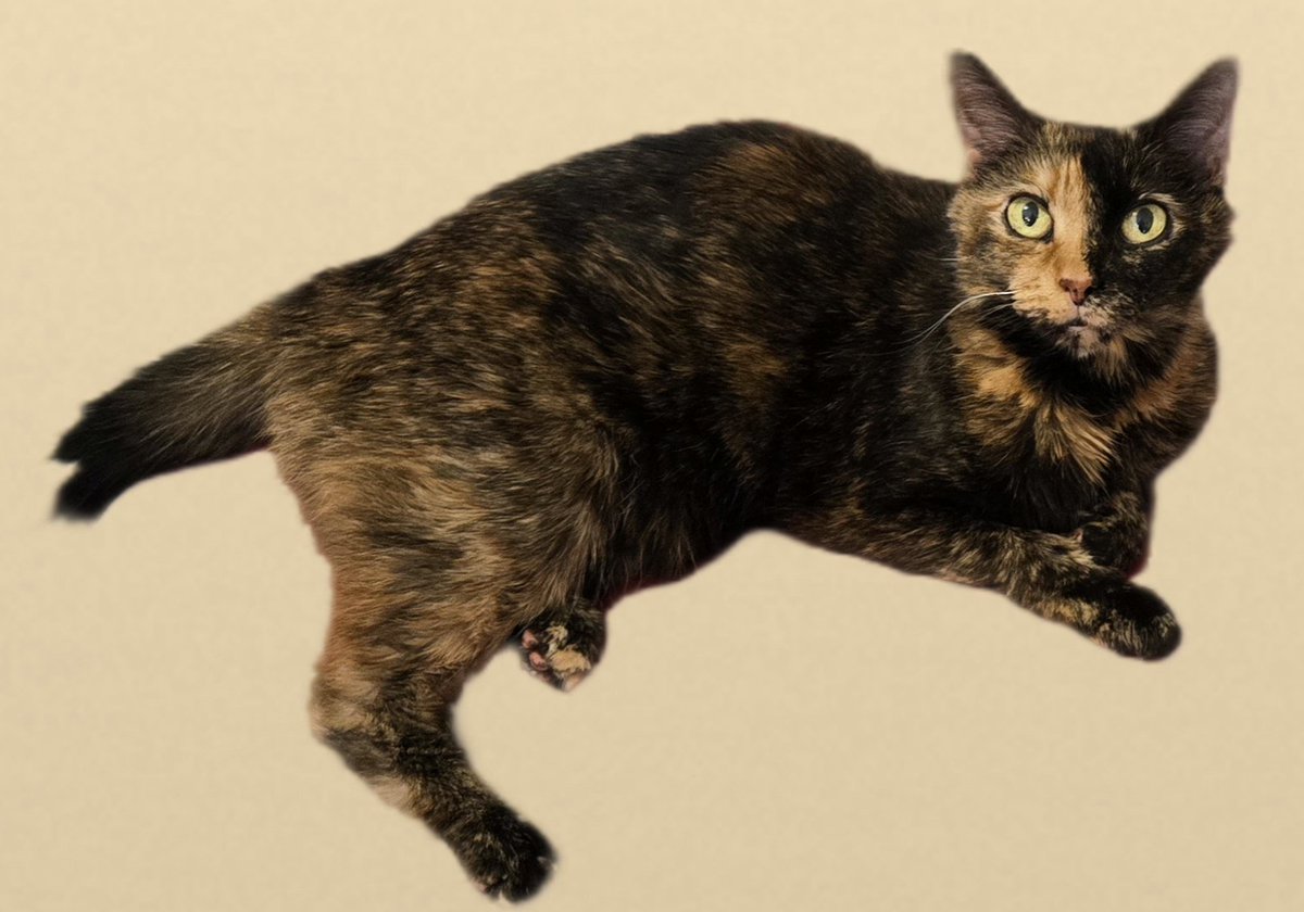 ZMAN0179 tweet media