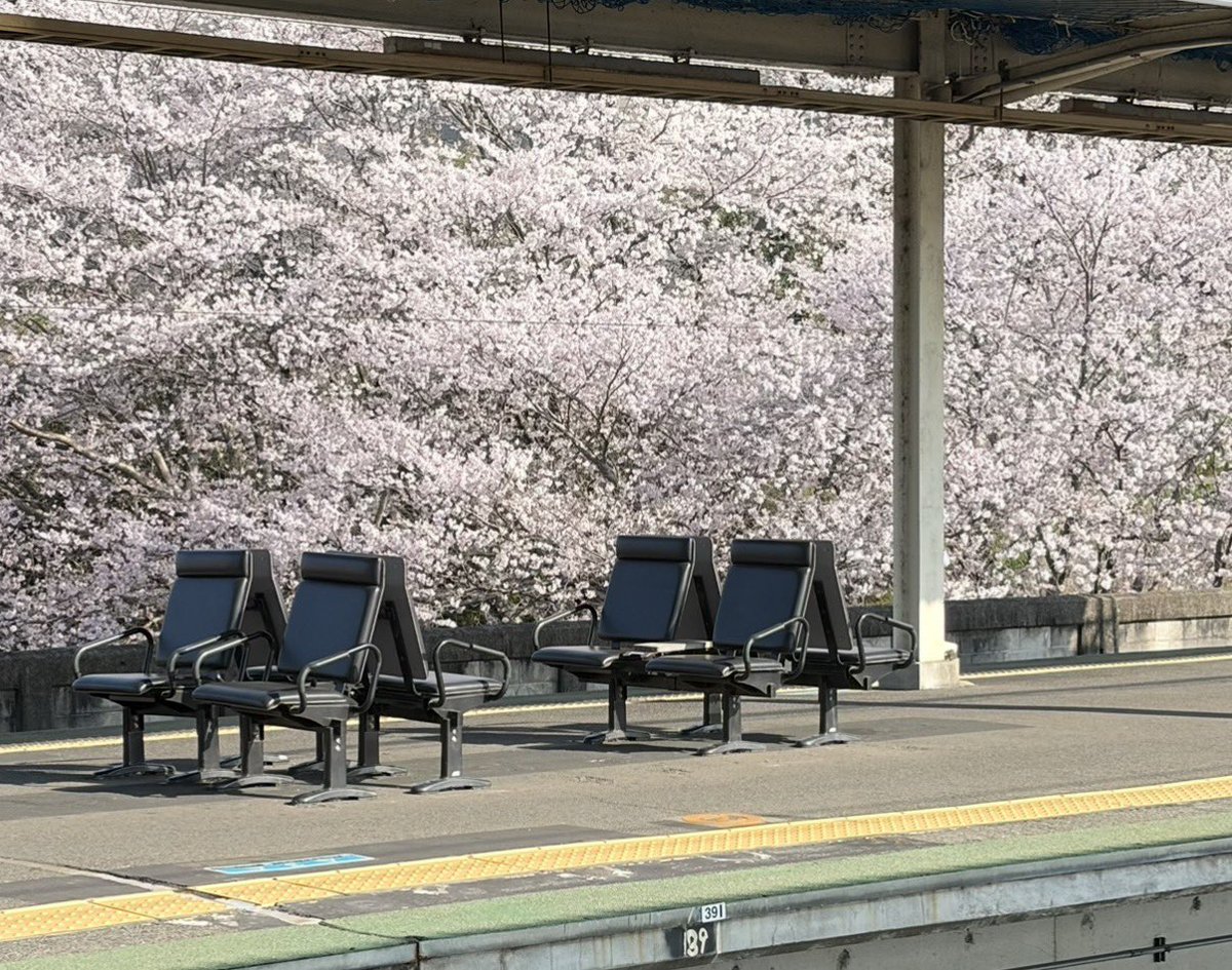 ayaalones's tweet image. おはようございます☀前回
沢山のいいねをいただいたので
満開バージョンお届けします🌸
みなさま良い一日を☺️
行ってきます🚃今朝は寒い🥶
 #桜  #駅