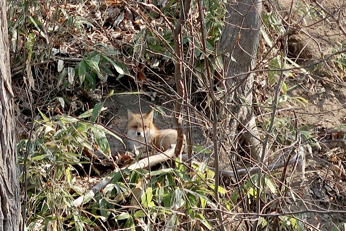 ジャッキー tweet media