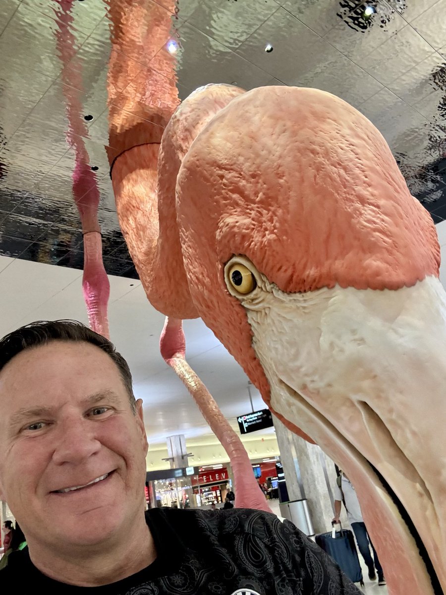 PMattear's tweet photo. @saintmirrenfc @PandaC1987b @smisatrust So the long journey begins; Tampa Florida to Paisley to see my favorite football team!!!  Yes, that is a flamingo in the airport (her name is Phoebe). @FlyTPA https://t.co/BMVMTrr8bM