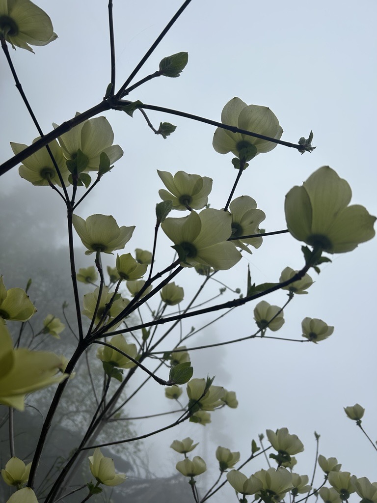 Sequoia & Kings Cyn tweet media