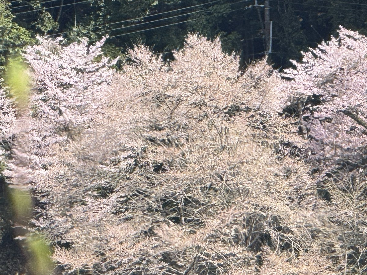 5inkyo(御隠居) tweet media