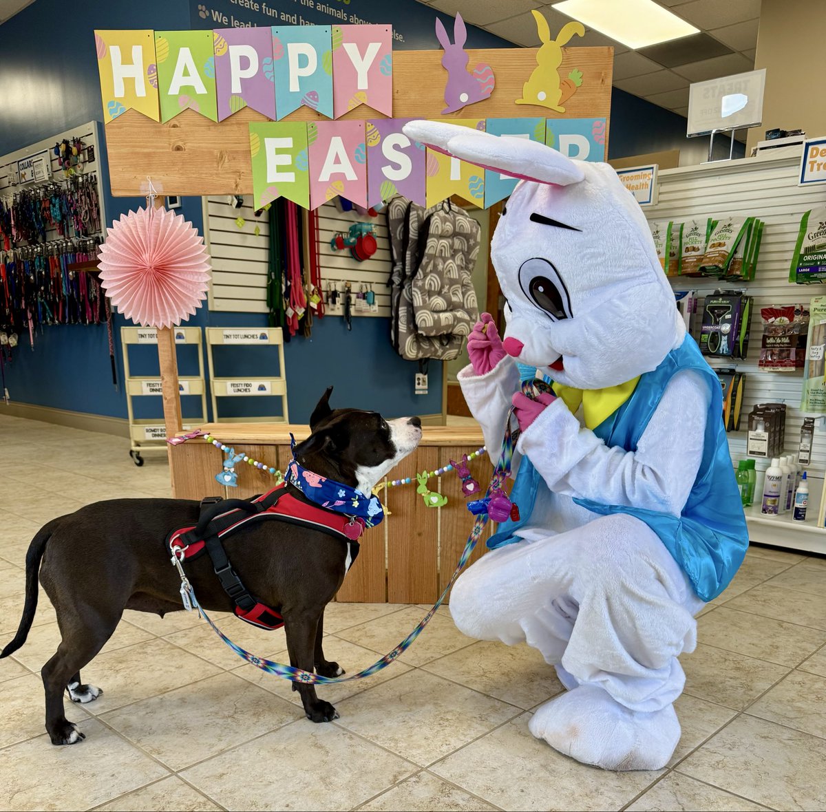 marylanet's tweet image. Of course, Fiona had her picture taken with the Easter Bunny at doggie daycare! 🐰
#Pawtropolis
#SpoiledPup