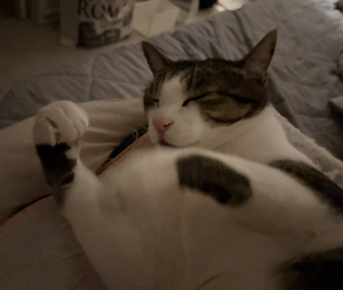 annnin_1010's tweet image. 待ちに待った金曜日！
杏忍が金曜を一番楽しみにしている理由…  
それは週末が近いからかもしれない🐈
日本の猫好きさん、世界中の猫好きさん、  
あなたの猫ちゃんも金曜テンション上がってる？  
リプで教えてくださるとすごく嬉しいです🙌

Friday Cat Party! Share your cats!  
#CatLovers