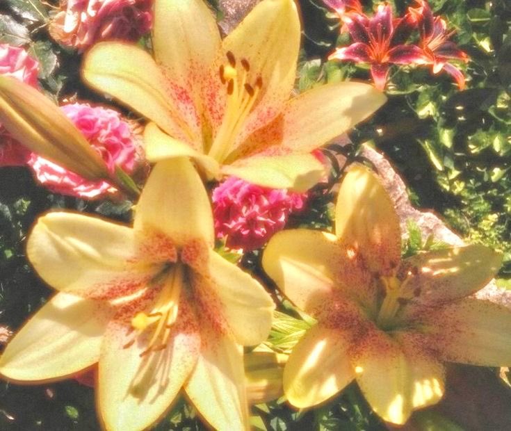 𓆝 𓆟 𓆞 tweet media