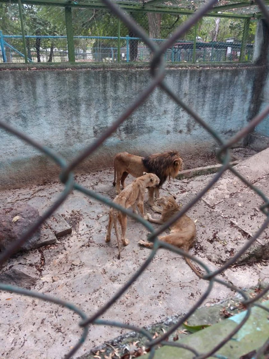 paulodetarsog's tweet photo. Os leões do zoológico de Cuba estão morrendo de fome.

O socialismo destrói tudo onde se instala. https://t.co/eh70d0nrsj