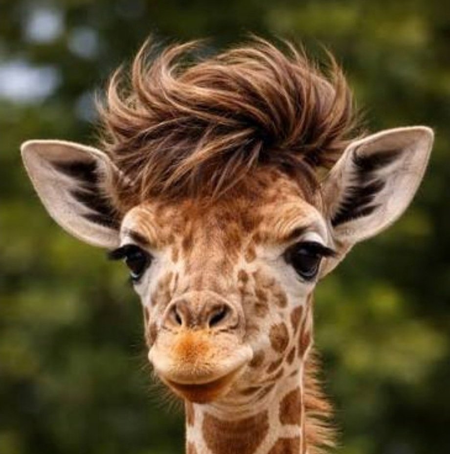 Freshwater Rick tweet media